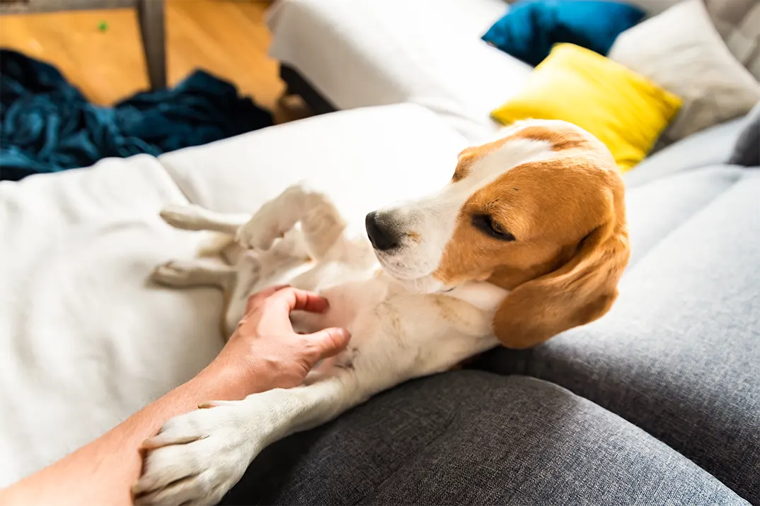 Experienced Pet Care Provider Las Vegas Day Services: Trusted, Compassionate, and Tailored